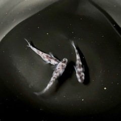 めだか 和墨 有精卵 15個の画像