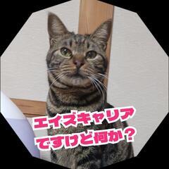 【県外可】アメショ柄の超甘えん坊！初めて飼う方にも◎

