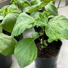 しそ　苗　紫蘇　青じそ　大葉　ガーデニング　野菜