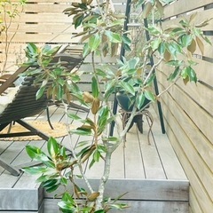 引き取り限定・要事前確認】 リトル・ジェム（タイサンボク）