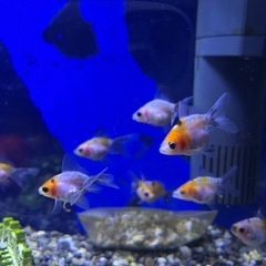 金魚 透明鱗
