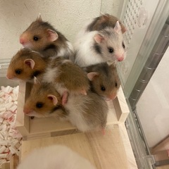 ゴールデンハムスター