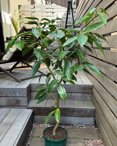 【引き取り限定・要事前確認】 シナモン