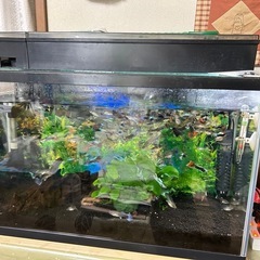 グッピー沢山付き、水槽セット