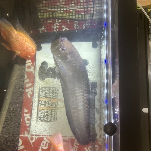 1200アクリル水槽　古代魚