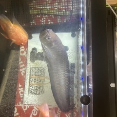 1200アクリル水槽　古代魚の画像