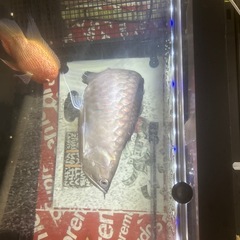1200アクリル水槽　古代魚の画像