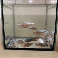 ブルーゼブラタイラントパラダイスフィッシュ