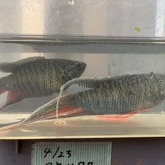 ブルーゼブラタイラントパラダイスフィッシュの画像
