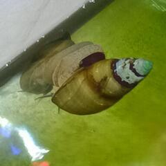 ヒメタニシ稚貝．．．水槽のお掃除に ②の画像