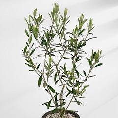 観葉植物 オリーブの画像