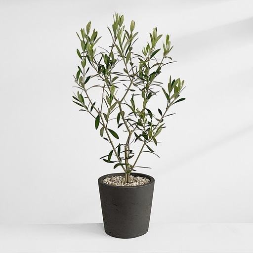 観葉植物 オリーブ
