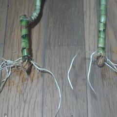 観葉植物 ドラセナ•ドラド(廉価版)の画像