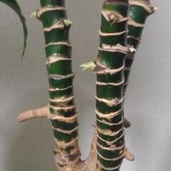 観葉植物 ドラセナ•ドラド(廉価版)の画像