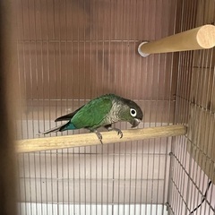 2021年生まれ　ウロコインコ　販売の画像
