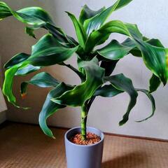 観葉植物 ドラセナ•ドラド
