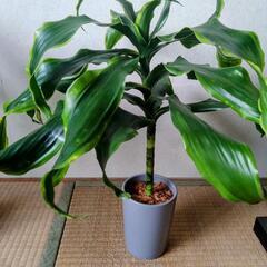 観葉植物 ドラセナ•ドラド