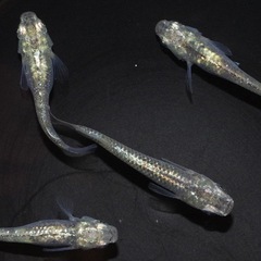 緑光メダカ&ミナミヌマエビ&水草2種☘️ビオトープ飼育セット🐟オ...