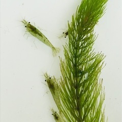 ミナミヌマエビ10匹☘ウィローモス20g☘オマケ付き♪