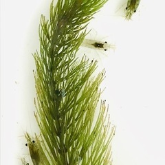 ミナミヌマエビ10匹☘ウィローモス20g☘オマケ付き♪の画像