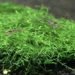 ミナミヌマエビ10匹☘ウィローモス20g☘オマケ付き♪の画像