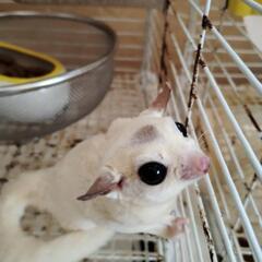 モモンガ 男の子