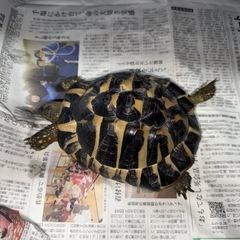 ニシヘルマンリクガメ