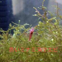 人気の！赤いミナミヌマエビ⑪🦐メダカ熱帯魚水槽のタンクメイトに😉の画像