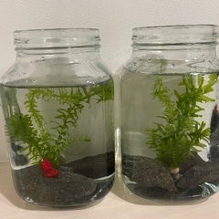 金魚鉢　水草、石、餌、カルキ抜き　セットの画像