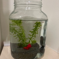 金魚鉢　水草、石、餌、カルキ抜き　セットの画像