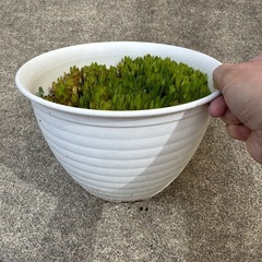 ツメレンゲ　鉢ごとBの画像