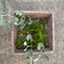 ランキングキーワードに紐づく投稿画像-多肉植物