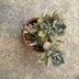 ランキングキーワードに紐づく投稿画像-多肉植物