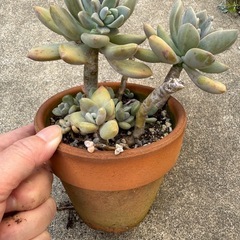 多肉植物　鉢ごとの画像