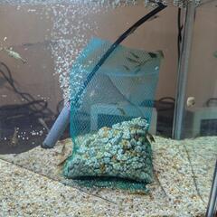 【お取引中】⑤ミナミヌマエビ