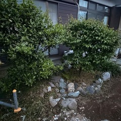 庭石、植木の画像