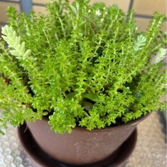 最終値下げ★多肉植物　植木鉢　小さな花開花　他のコも出品中！