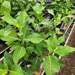 植え込み用アジサイ苗