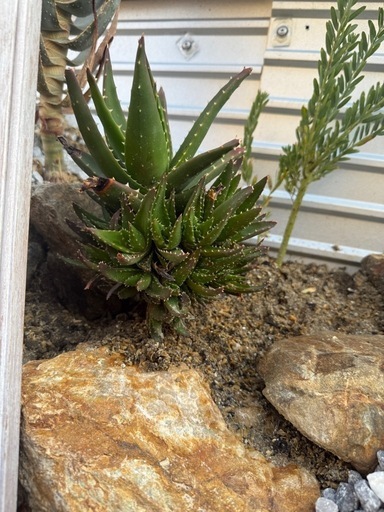 アロエ　不夜城　群生