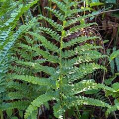 シダ植物、華道、ガーデニング