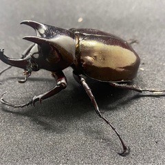 エンガノオオカブト　オス単品　53mmupの画像