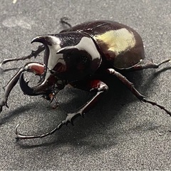 エンガノオオカブト　オス単品　53mmupの画像