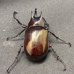 エンガノオオカブト　オス単品　53mmupの画像
