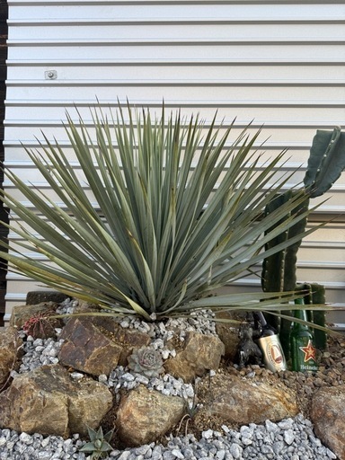 ユッカ　ロストラータ