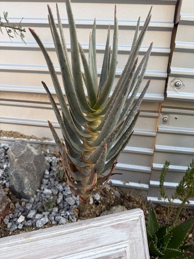 アロエ　ディコトマ