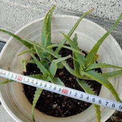 植物②アロエ