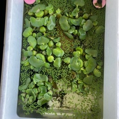 メダカ用発泡スチロール