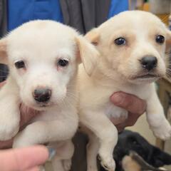 子犬雑種