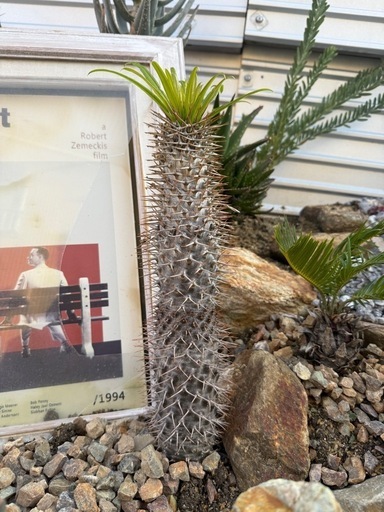 パキポディウム　ラメリー　大株