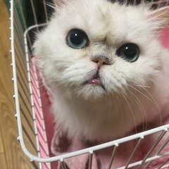 ペルシャの男の子